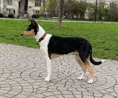 Mighty´s Spring Meadow Ula Umma